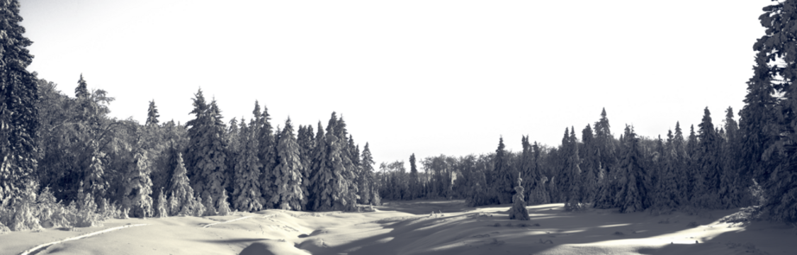 Winter forest of mixed snow covered trees with small snow cover mounds in the foreground. Split tone coloring with blue and subtle yellow. The sky is transparent.