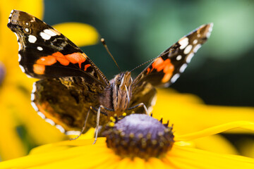 Red Admiral butterfly having a late summer flower feast