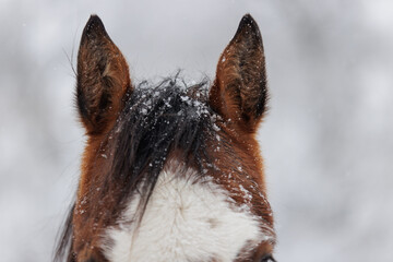 horses ears winter snow storm