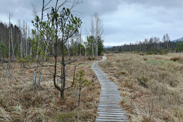 Soumarske raseliniste (moor or peat bog), Sumava national park (Bohemian forest) in Czech Republic. Wooden walkway 