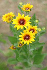 Rudbeckia bicolor. Yellow and orange black-eyed or African daisy flower with green background. Rudbeckia hirta. Black-eyed Susan. Blurred selective focus. Orange gardens daisy. Flower background