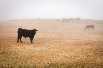 Cows in a foggy meadow in autumn