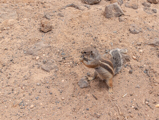 Barbary ground squirrel . Fuerteventura. Canary Islands. Spain.