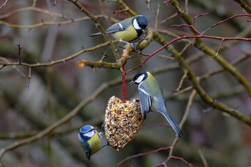 titmice around a hanging piece of bird food
