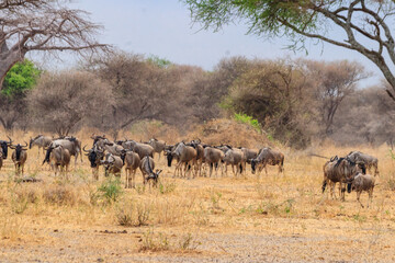 Fototapeta premium Herd of blue wildebeest (Connochaetes taurinus) in Tarangire National Park, Tanzania