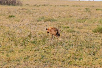 Spotted hyena (Crocuta crocuta), also known as the laughing hyena, in Serengeti National park in Tanzania