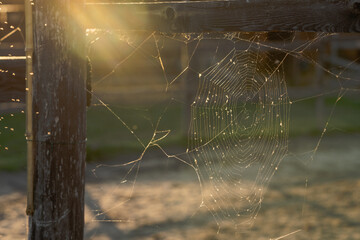spider web with dew at sunset