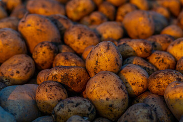 Harvesting potatoes on field, freshly  picked harvest, ready for the transport to the warehouse