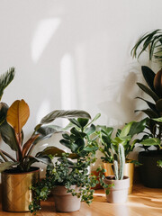 Interior of with many different houseplants. Interior with plants in living room on the floor.