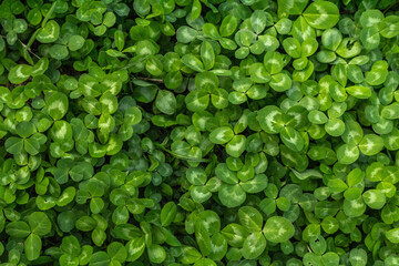 Fresh green clover background. St. Patrick's Day, a symbol of good luck, conceptual flat lay - Powered by Adobe