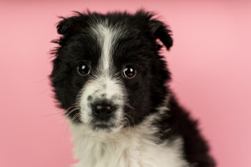 Black and white puppy on a pink background
