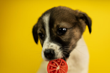 A mixed breed puppy on a yellow background in the studio licking candy