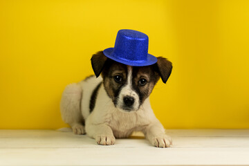 Portrait of a mixed breed puppy on a yellow background in the studio wearing a blue hat
