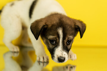 Portrait of a mixed breed puppy on a yellow background in the studio