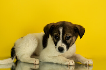 Portrait of a mixed breed puppy on a yellow background in the studio
