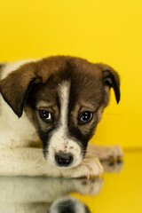 Portrait of a mixed breed puppy on a yellow background in the studio