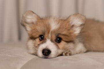 Cute Fluffy Corgi Pembroke puppy lying on a beige couch