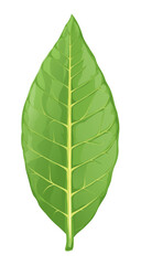 One big fresh green tobacco leaf isolated on white