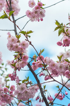 sakura branch cherry blossoms begin to bloom in spring buds bloom plants nature comes to life screensaver wallpaper pattern for calendar notebook cover poster