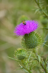 Close up bee pollinating a beautiful pink thistle flower with thorns in the meadow