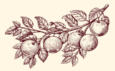 Apples on a branch in sketch style. Fresh ripe fruit, farm organic food. Sketch vintage vector illustration