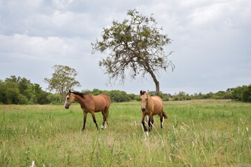 brown horse couple walking free in the green field, plain landscape with animals