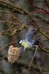 great titmouse flyingto a pieve of bird food