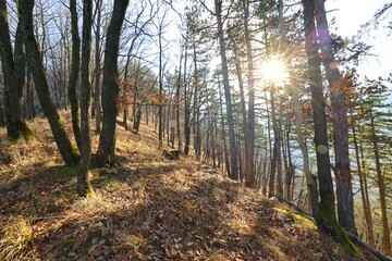 Sunny forested ridge in autumn with pine and beach trees