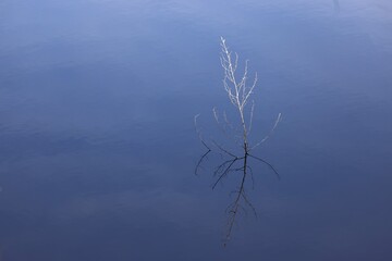 Dead branch emerging from water