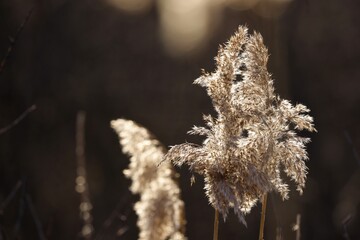 Backlit photo of reed infructescence in winter