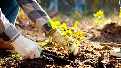 Close up of hand planted in the ground small oak seedling in the woods. The eco ativist plants a...