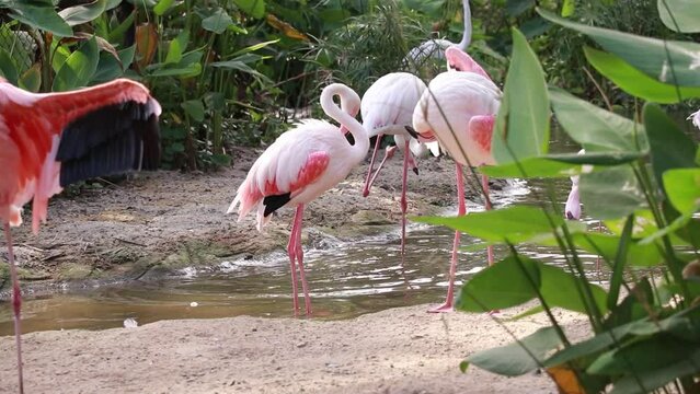 pink flamingos in zoo