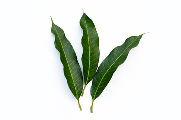 Mango leaves on white background.