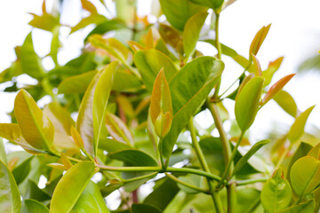 Cowa plant tree in the garden