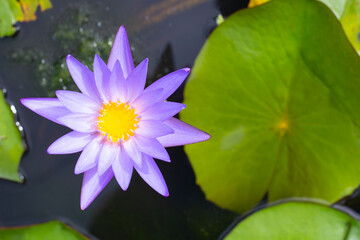 Beautiful blooming Nymphaea lotus flower with leaves, Water lily pot