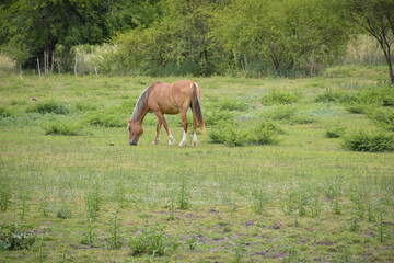 Landscape of a horse brown grazing in the green field
