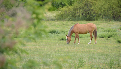Landscape of a horse brown grazing in the green field