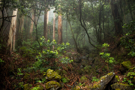 Eucalypt jungle of madeira in fog