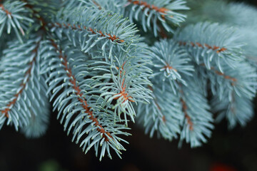 Naklejka na ściany i meble Beautiful background with fresh Fir Tree. Spruce branches. Pine branch. Place for text on dark background. Blue spruce background. Needles on the branches close-up. Spring nature. Tree twig