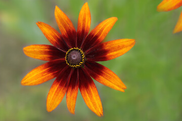 Rudbeckia bicolor. Yellow red orange black-eyed or African daisy flower with green background. Rudbeckia hirta. Black-eyed Susan. Soft focus. Orange gardens daisy. Web banner with copy space 