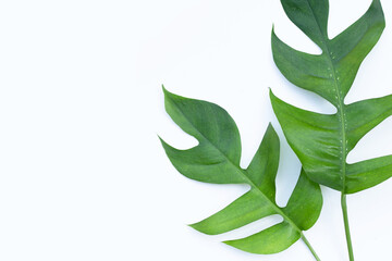 Monstera adansonii or monstera deliciosa liebm leaves on white background. Copy space