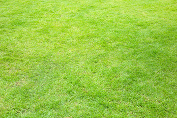 Fresh lawn grass. Beautiful green garden