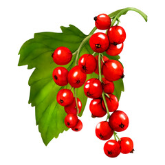 Watercolor set of red ripe currant berries isolated on white background. Hand drawn botanical illustration. Clip art berry branches.