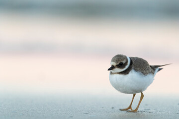 Waders or shorebirds, ringed plover Charadrius hiaticula) on the beach