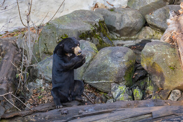 Malayan bear - Helarctos malayanus - the smallest bear species. He is black, eating fruit on a rock.