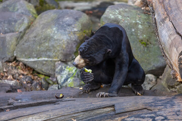 Malayan bear - Helarctos malayanus - the smallest bear species. He is black, eating fruit on a rock.