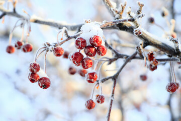 Frozen winter berries on a branch covered in snow and ice with a sky blue background
