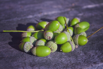 A bunch of green oak acorns on the background of an old wooden texture close-up.
