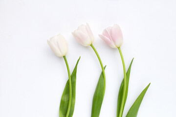 Obraz na płótnie Canvas White pink tulips on white background.