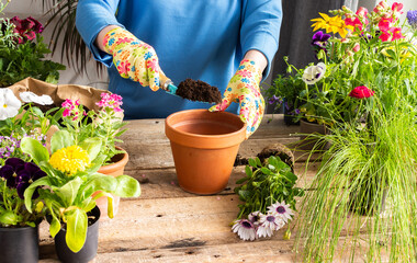 Spring decoration of a home balcony or terrace with flowers, woman transplanting a flower Osteospermum into a clay pot, home gardening and hobbies, biophilic design